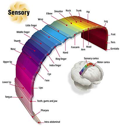 Sensory data mapped to color charts and chakras